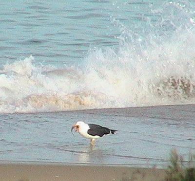 Loch Sport 90 miles surf beach